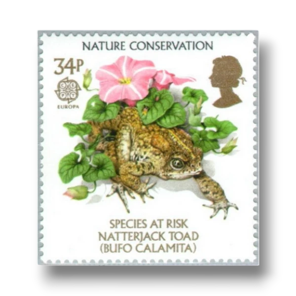 Natterjack toad