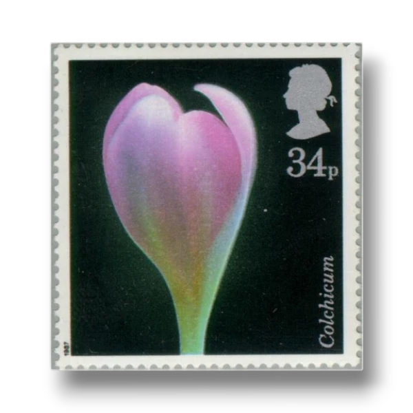 Autumn Crocus