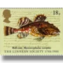 Archive Illustrations, Short-spined Seascorpion (“Bull-rout”) (Jonathan Couch)