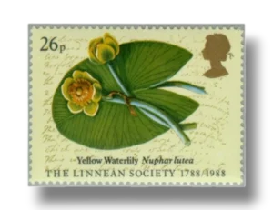 Yellow Waterlily