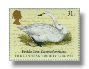 Tundra swan