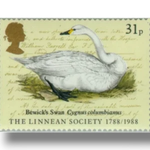 Bewick's Swan